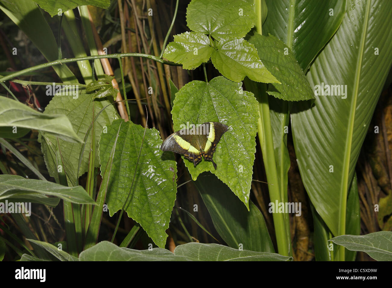 Green-banded Swallowtail on plant Stock Photo