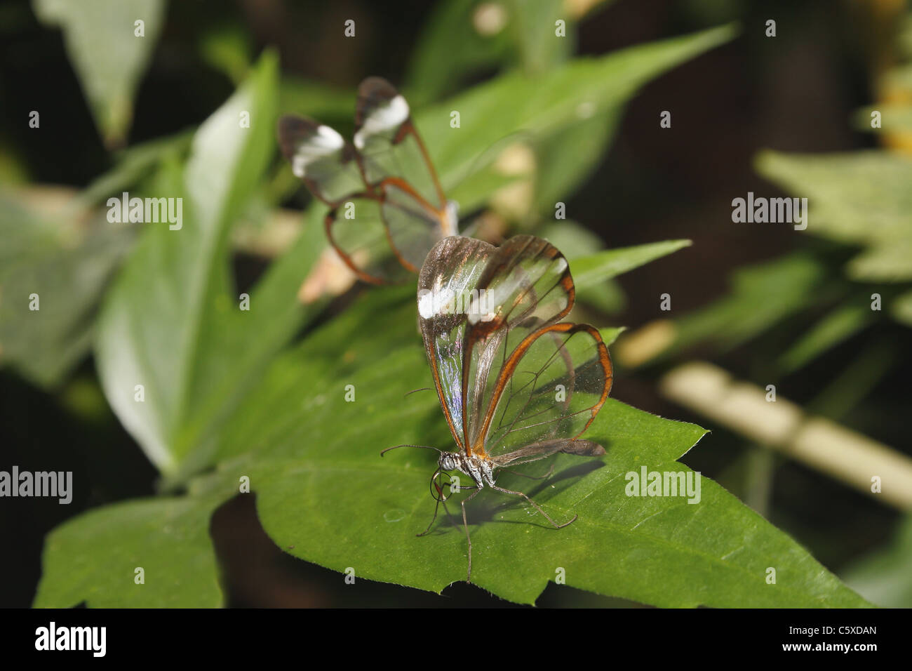 glasswing butterfly on leaf Stock Photo