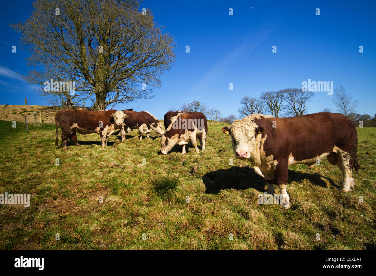 Hereford bulls Stock Photo