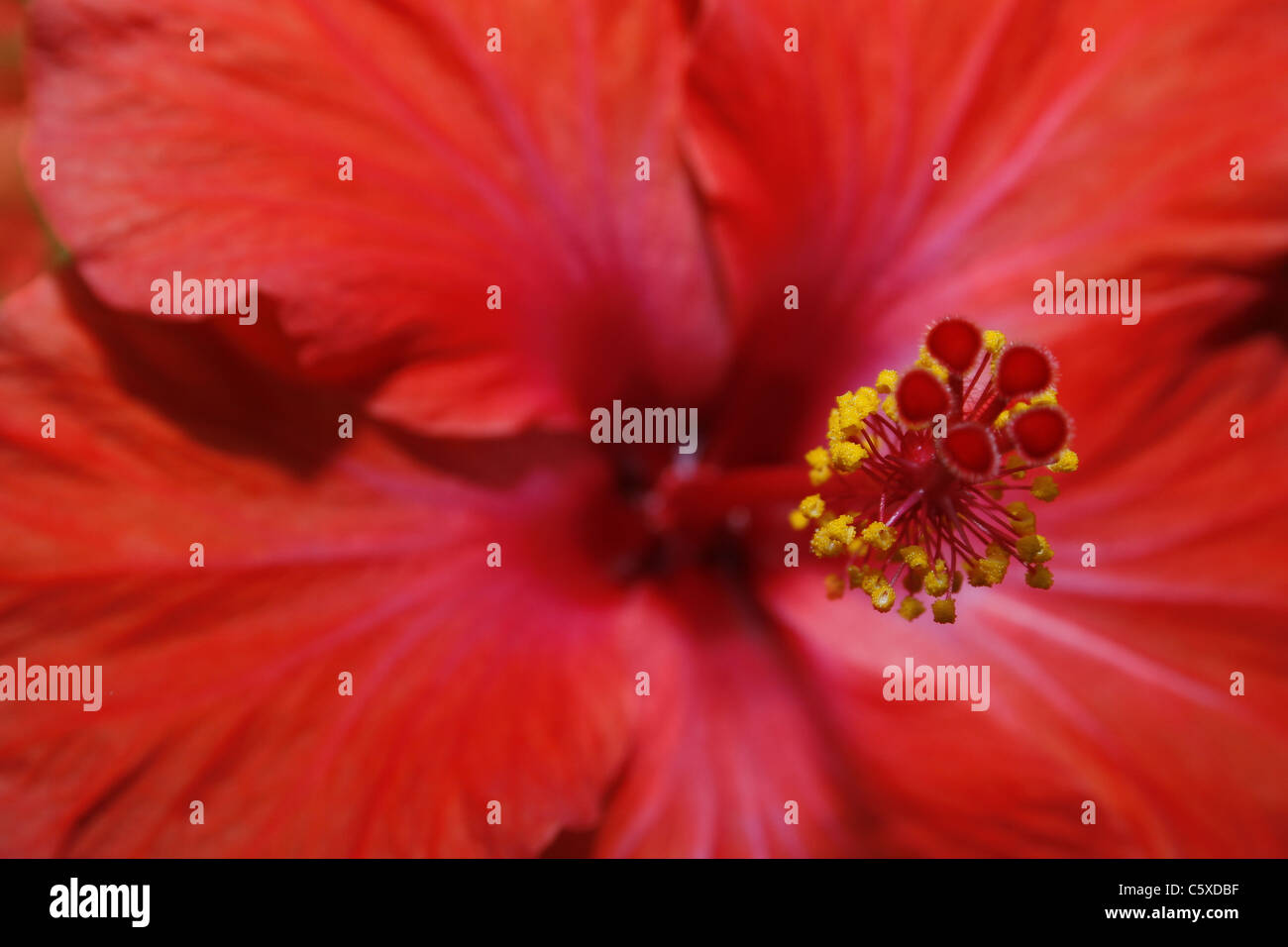 hibiscus Tropical Butterfly House, Wildlife & Falconry Centre, North