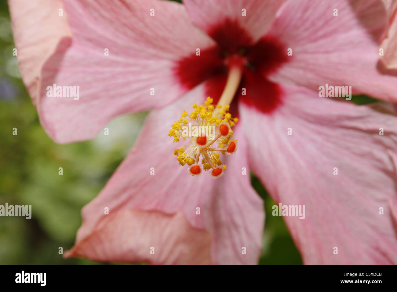 hibiscus Tropical Butterfly House, Wildlife & Falconry Centre, North