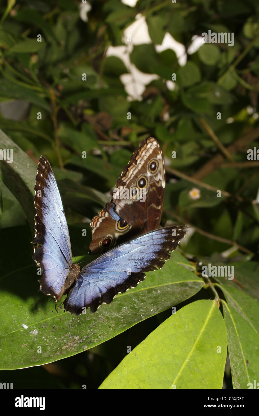 blue morpho butterflies on leaf Stock Photo