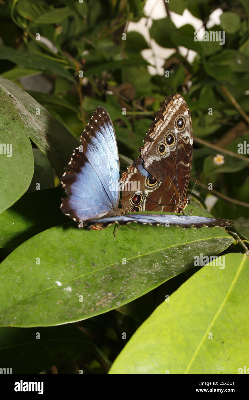 blue morpho butterflies on leaf Stock Photo