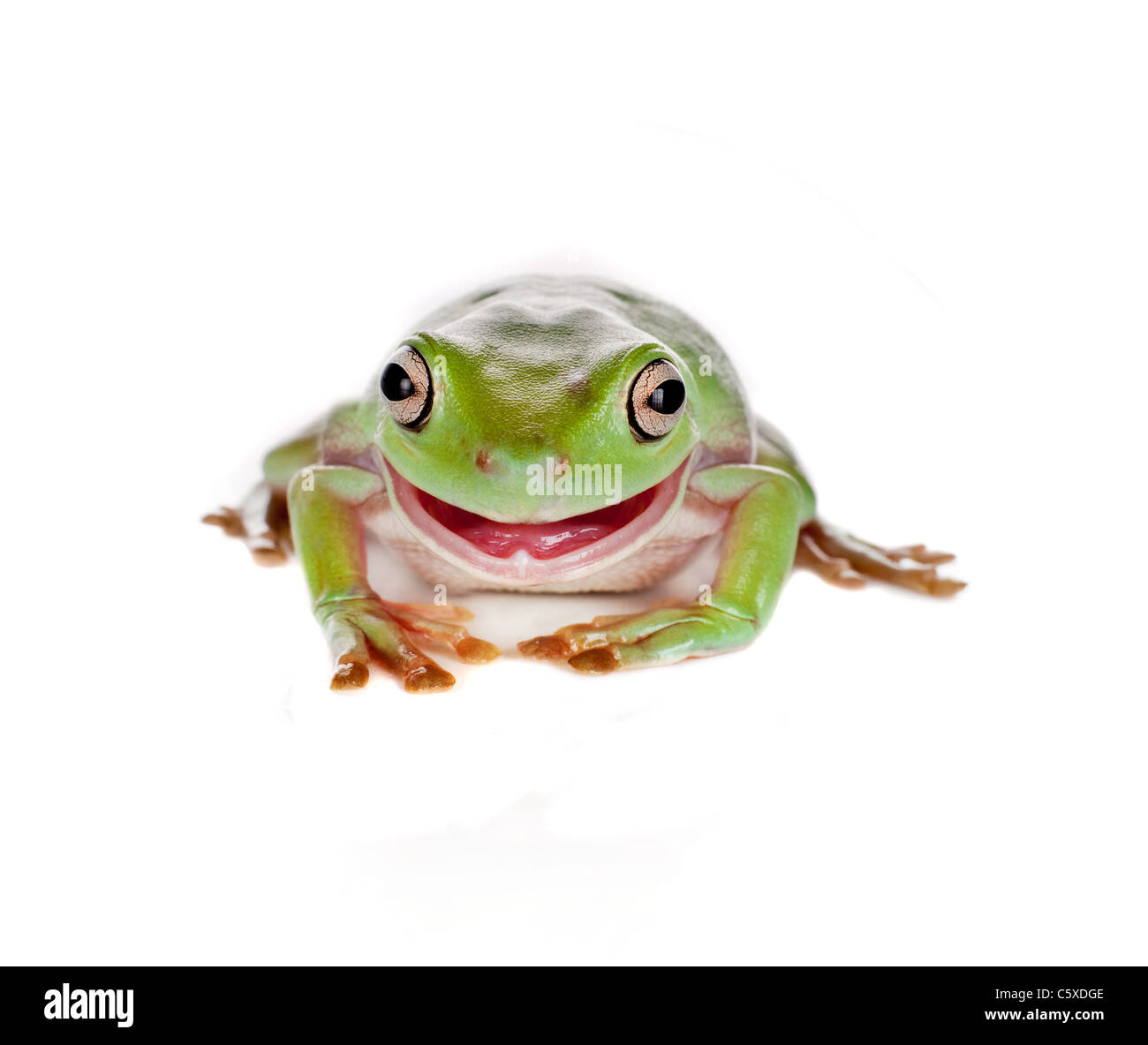 Green tree frog pulling a smiling face isolated on white Stock Photo