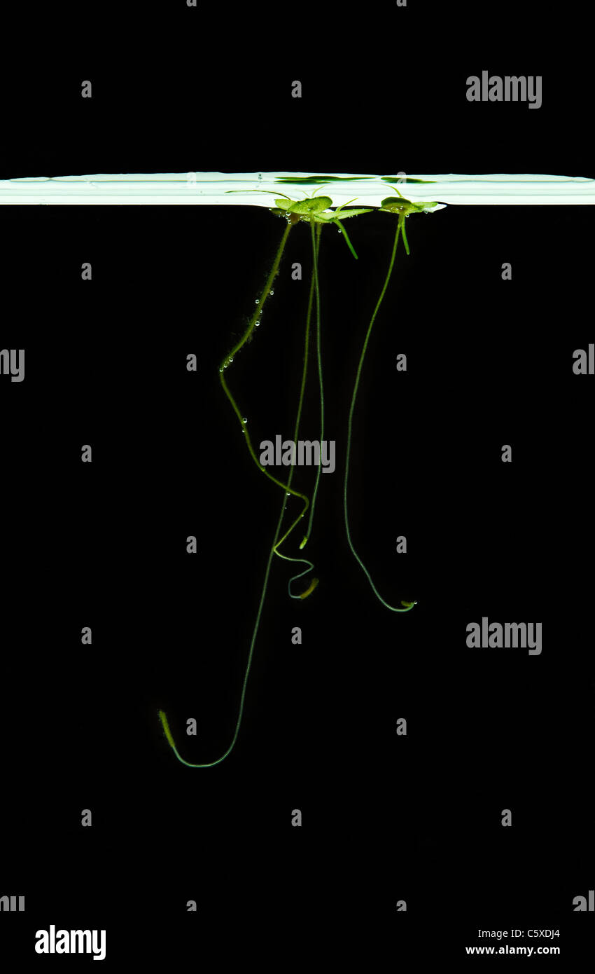 duckweed (Lemna minuta) Stock Photo