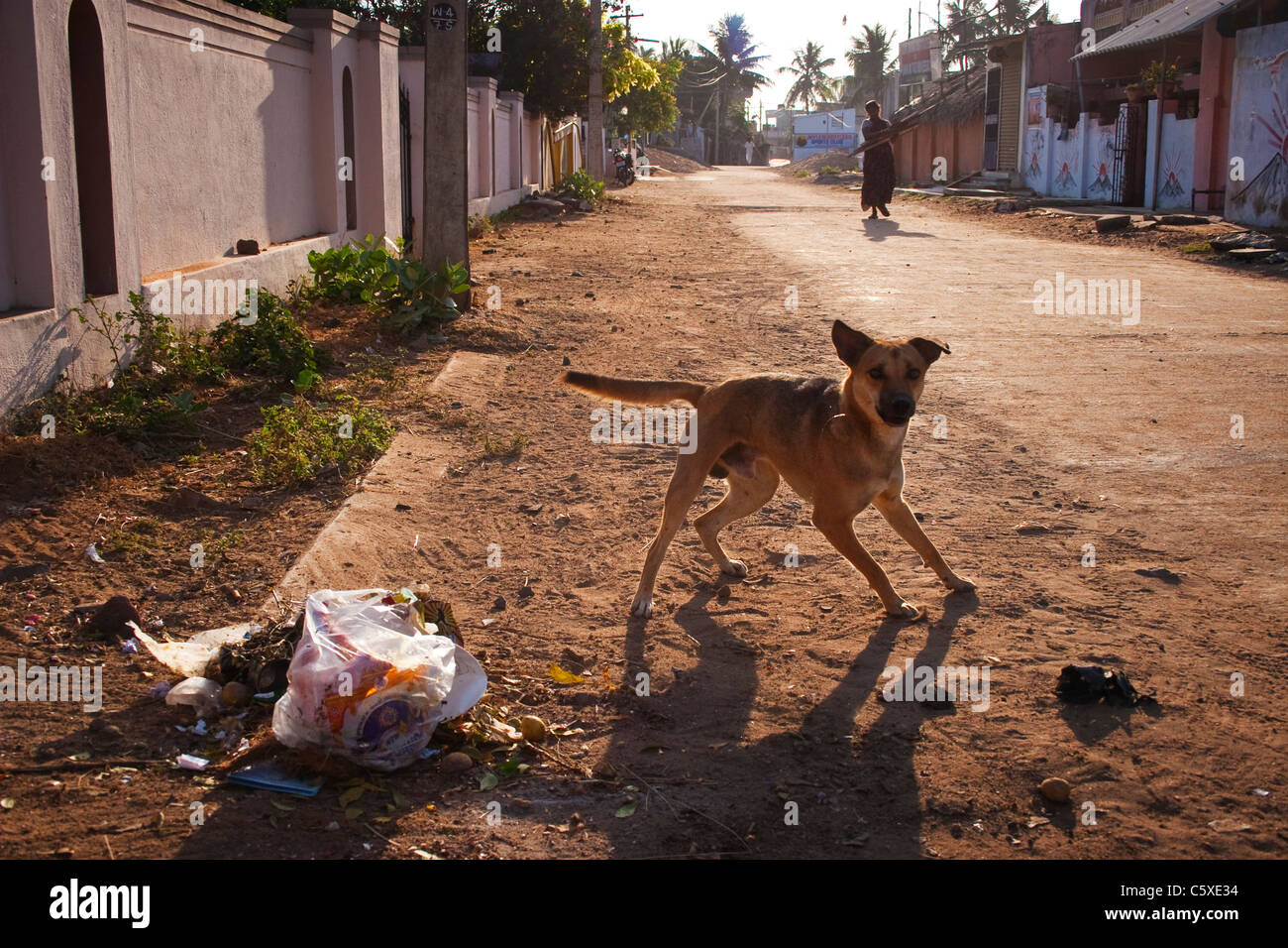 A stray dog scavenging in rubbish on an Indian street Stock Photo