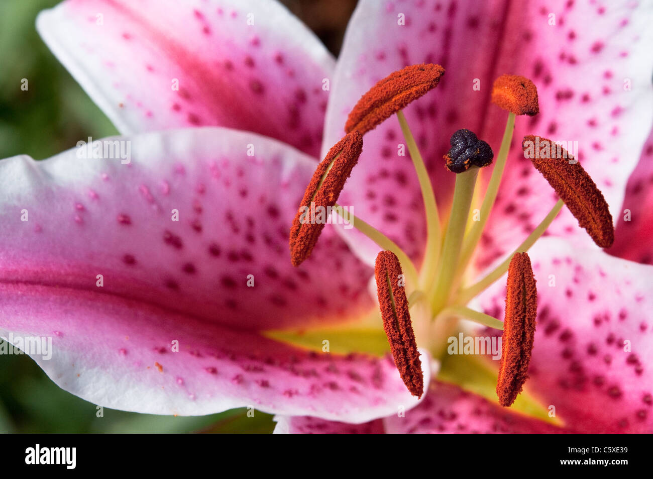 Stargazer Lily - detail of stamens loaded with pollen; also stigma on which visible specks of pollen can be seen. Pollination. Stock Photo