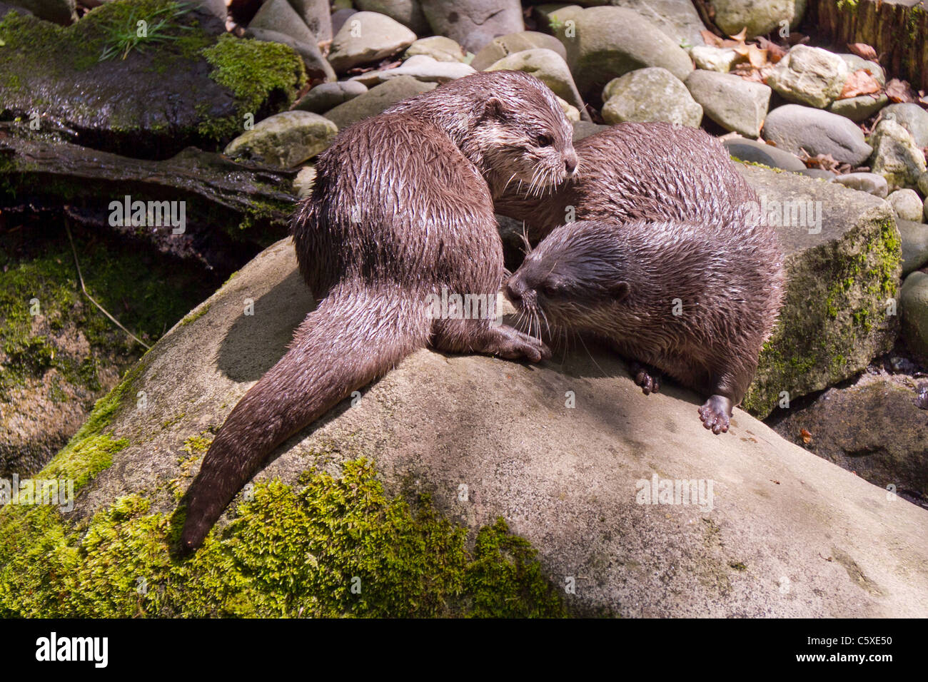Two otters at play on a lichen covered rock Stock Photo