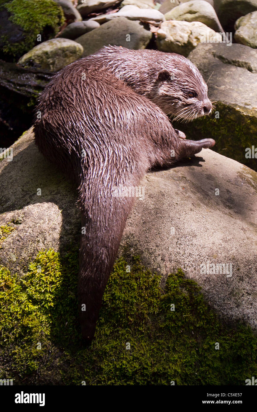 Asian short clawed otter at National Seal sanctuary, Gweek Stock Photo