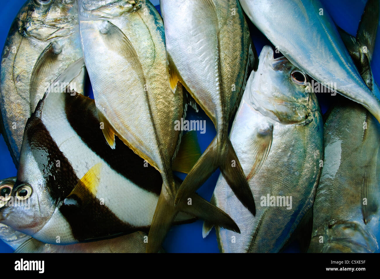 Sea fish caught in India Stock Photo Alamy