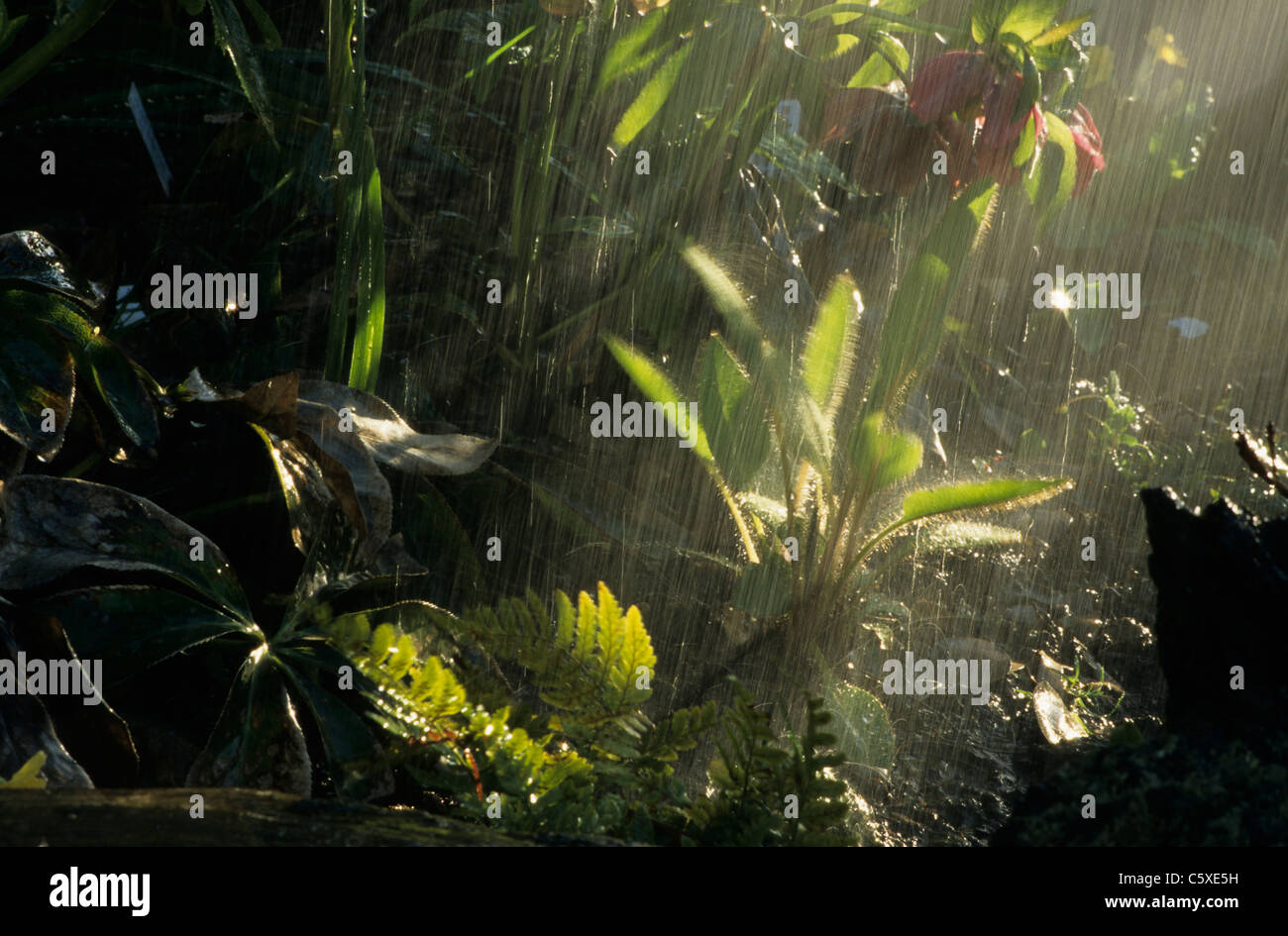 Rain on Garden Essex, UK PL000652 Stock Photo