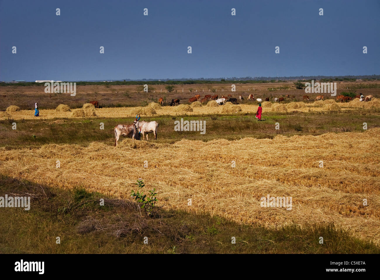 Farm women working in the fields of India Stock Photo - Alamy