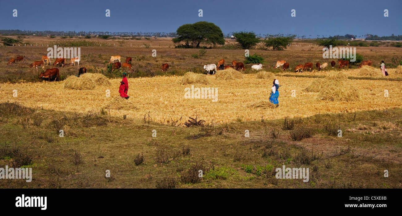 farm women working in the fields of India Stock Photo - Alamy