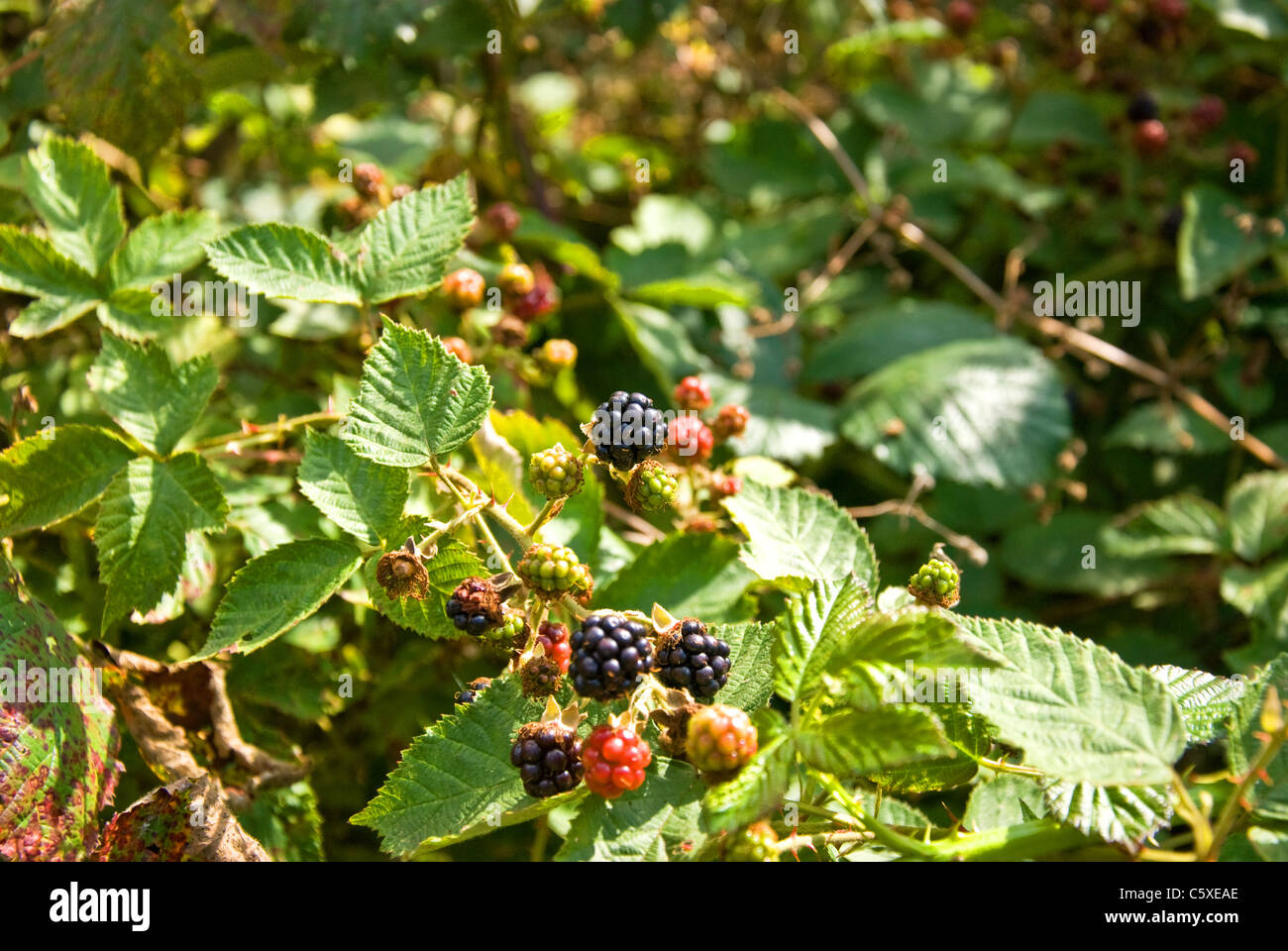 Thorny Brambles Stock Photos & Thorny Brambles Stock Images - Alamy