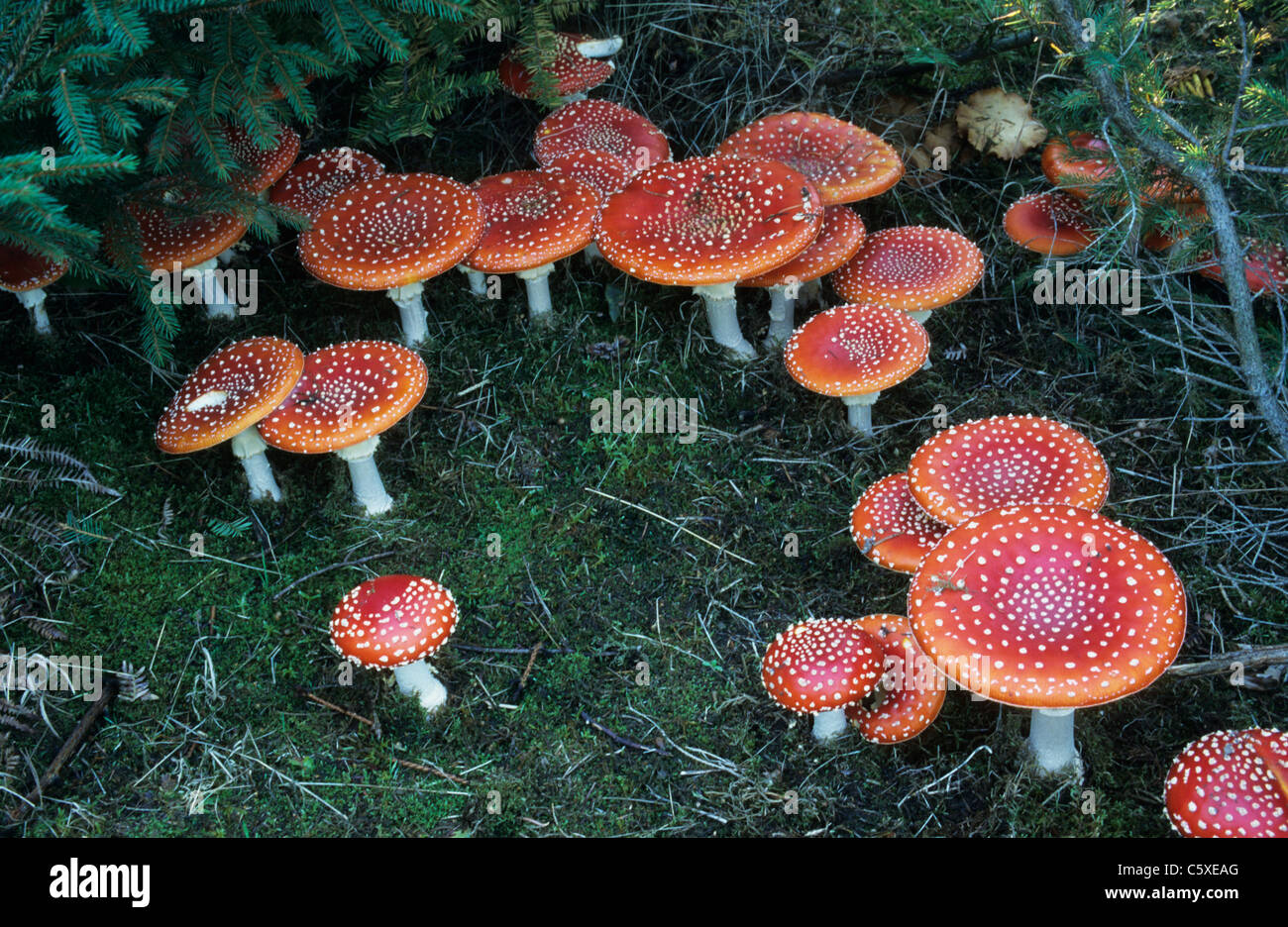 Magic mushrooms uk hires stock photography and images Alamy