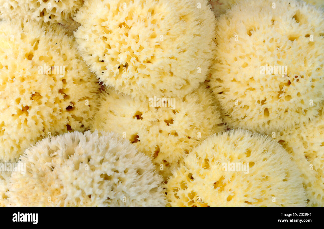 Closeup of yellow natural sea sponges Stock Photo Alamy