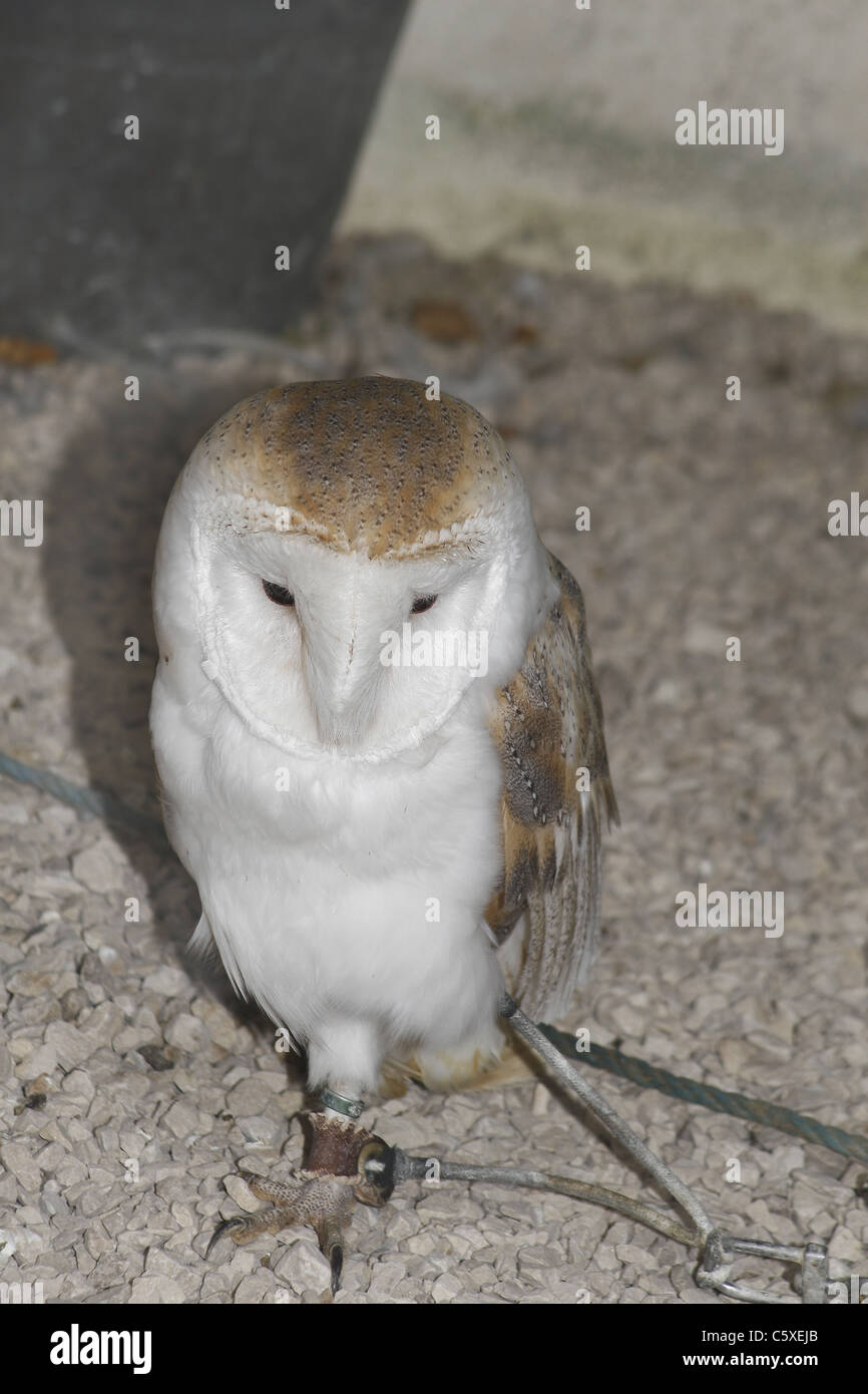 barn owl in captivity Tyto alba Tropical Butterfly House, Wildlife