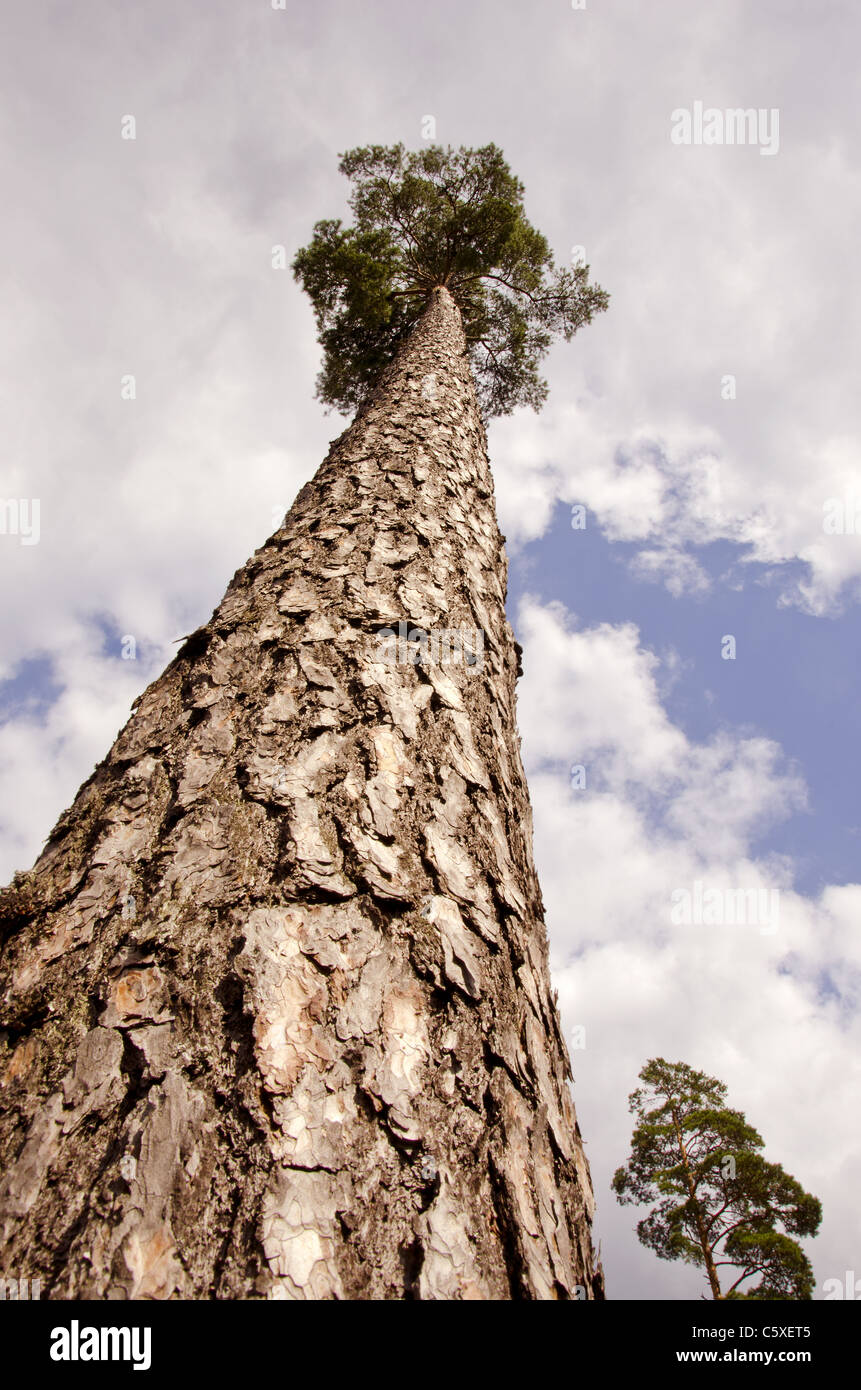 Big cone pine hi-res stock photography and images - Alamy