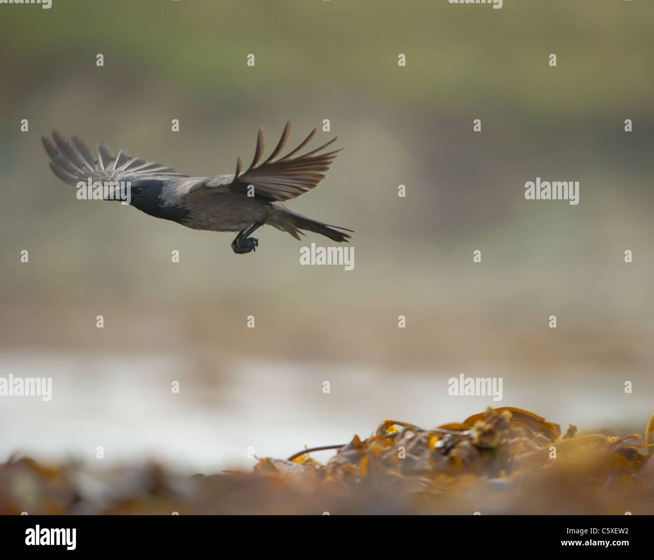 Scots Crows Scottish Crow High Resolution Stock Photography and Images - Alamy