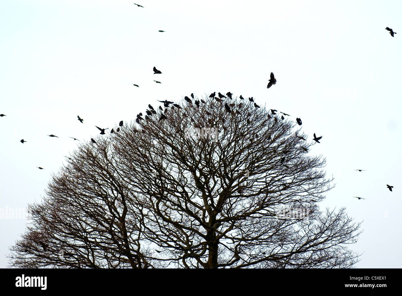 JACKDAW Corvus monedula  A mixed winter flock of jackdaws and rooks silhouetted in a tree  Derbyshire, UK Stock Photo