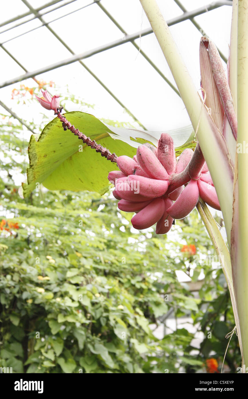 pink banana tree Musa velutina Tropical Butterfly House, Wildlife & Falconry Centre, North Anston, South Yorkshire, England Stock Photo
