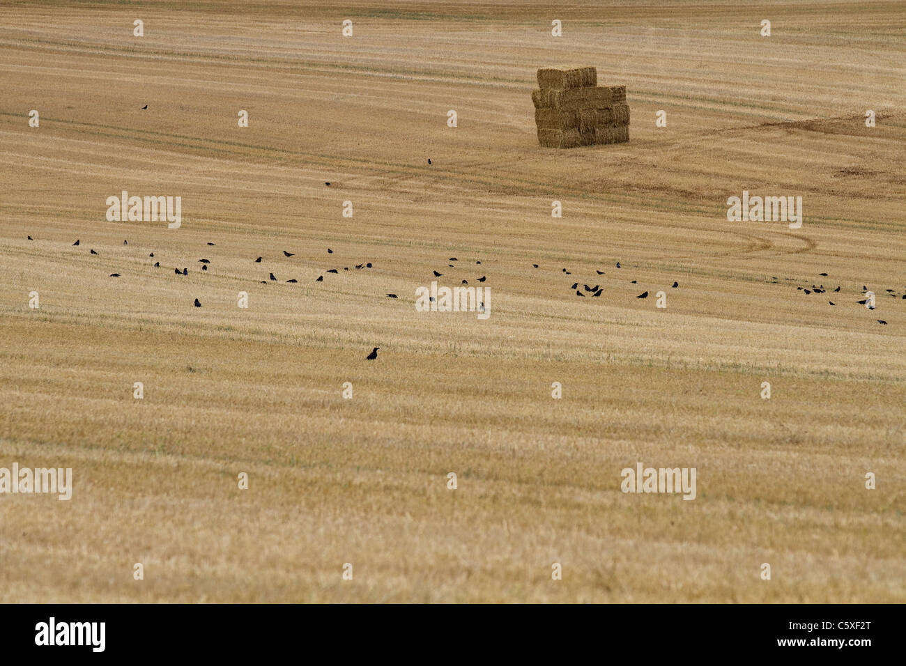 A field just after harvest Stock Photo - Alamy