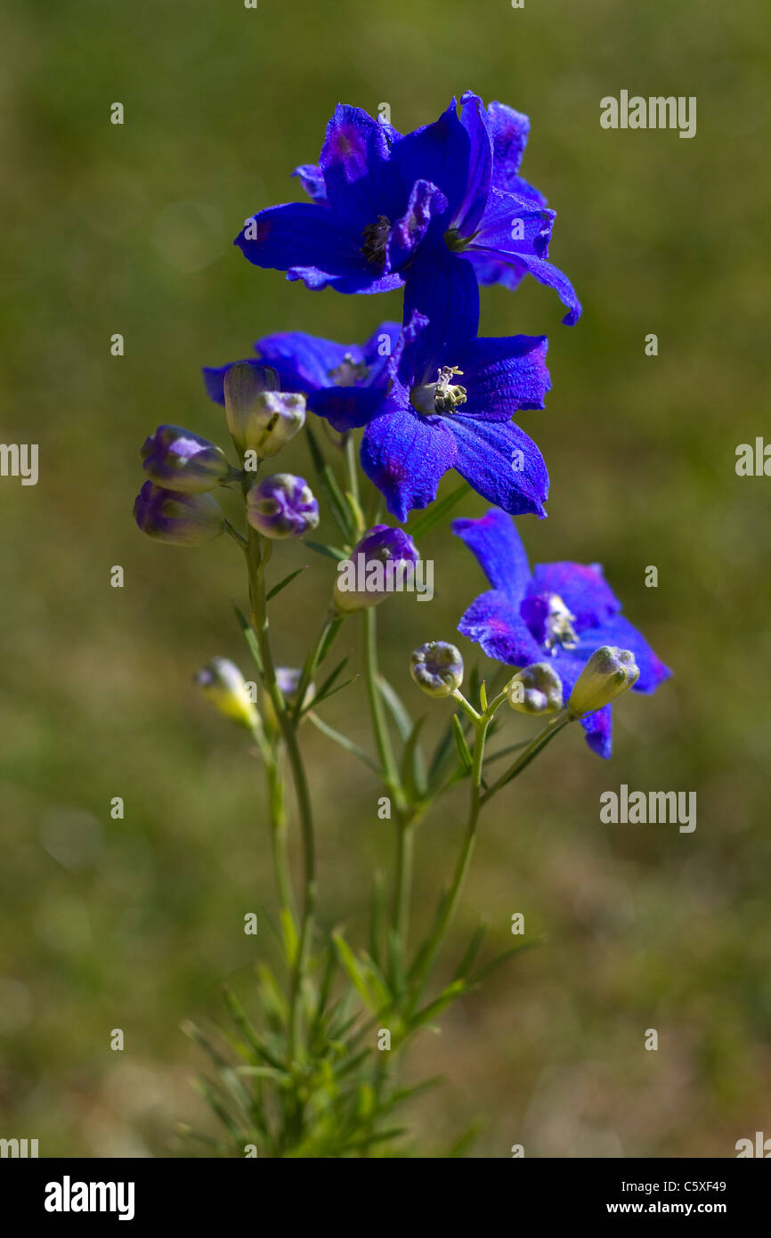 A Delphinium plant shown in full flower Stock Photo