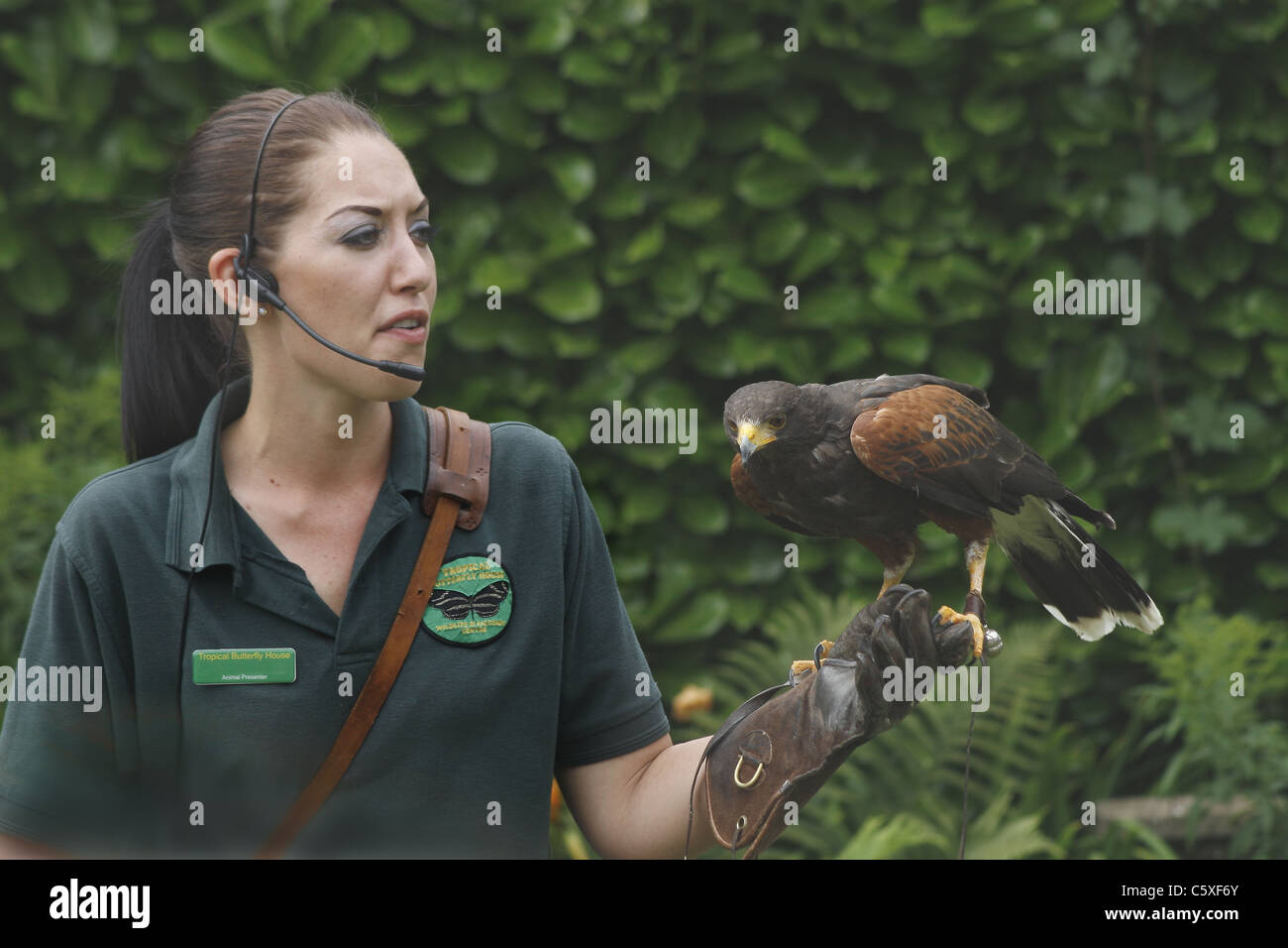 animal presenter giving talk on Harris Hawk Stock Photo