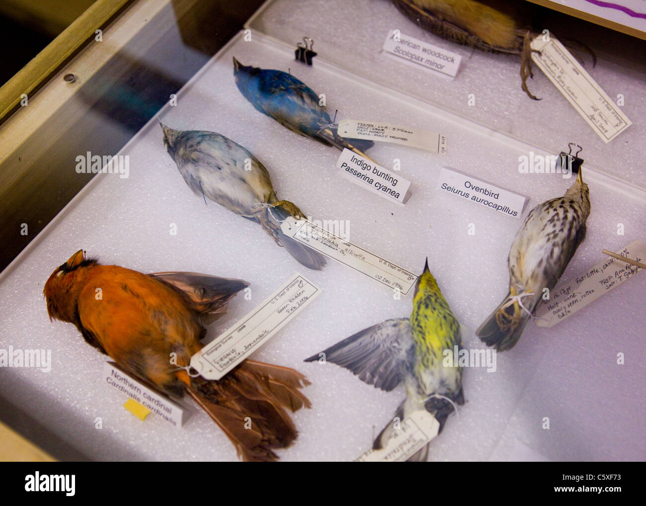 A bird specimen collection Stock Photo Alamy