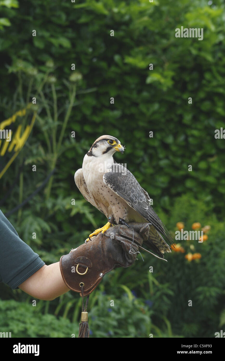 lanner falcon on animal presenter's arm Stock Photo