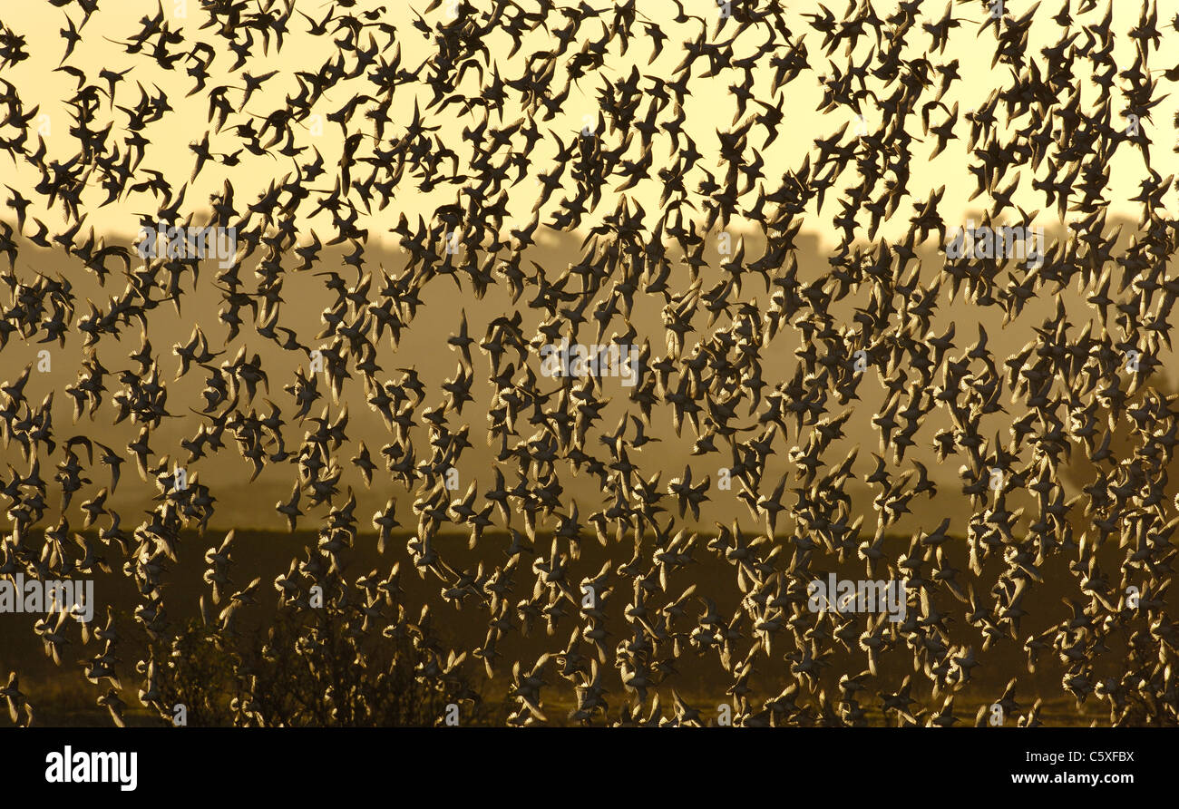 KNOT Calidris canutus  A group of thousands of Knot turn in the air together prior to landing at dawn Norfolk, UK Stock Photo