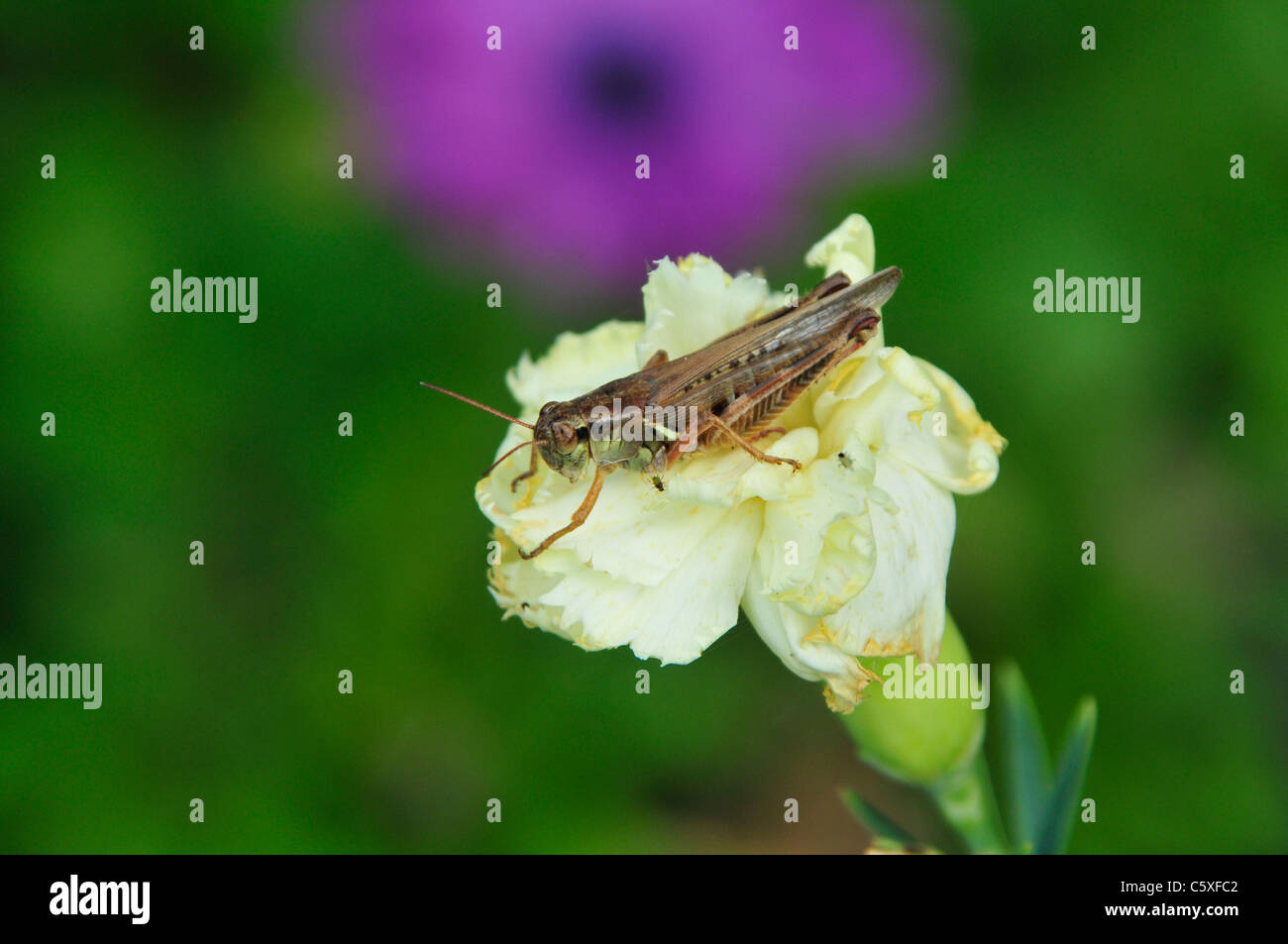 A common grasshopper pictured on a dying carnation. Stock Photo