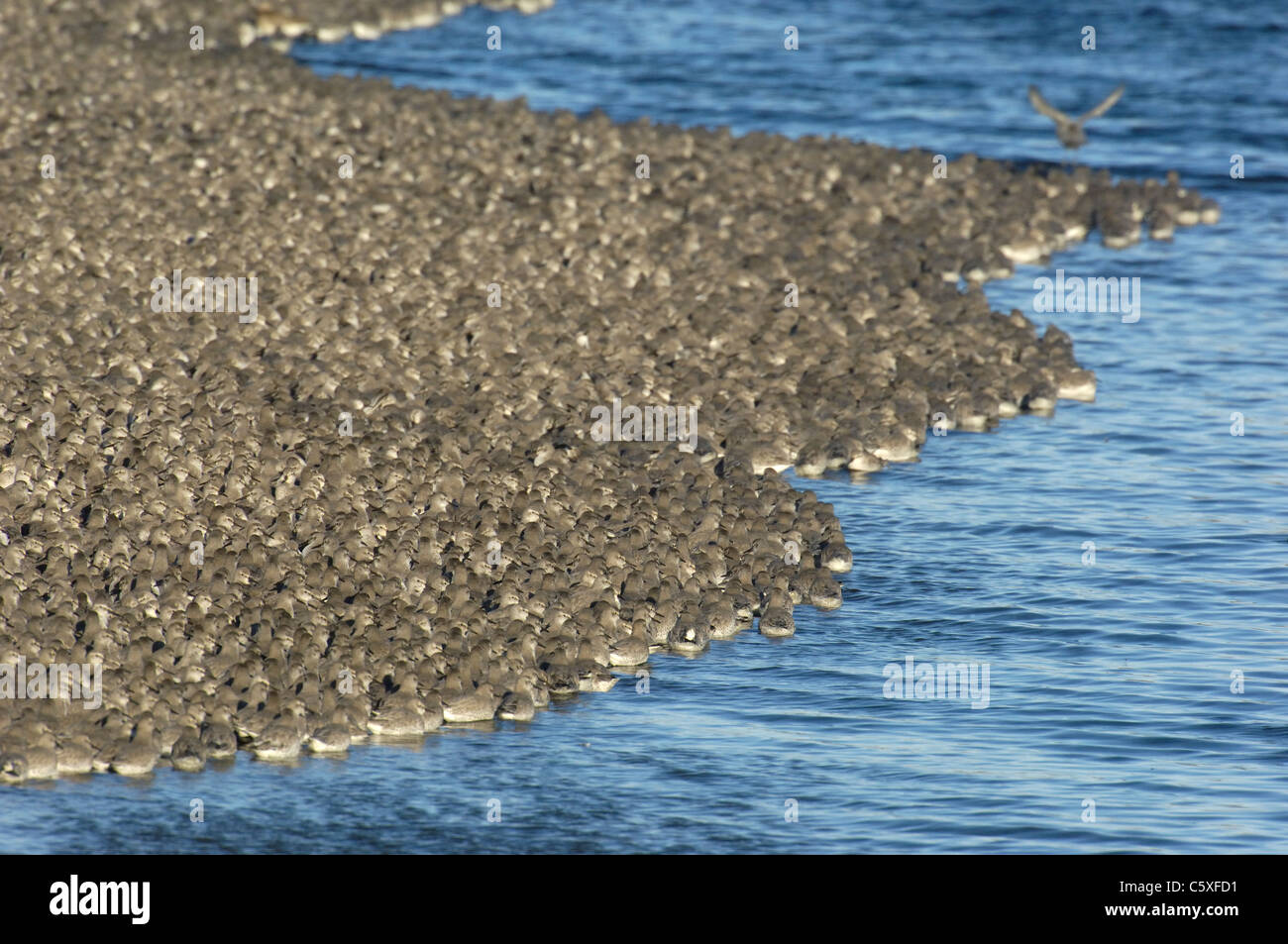 KNOT Calidris canutus  A group of 30,000 Knot roosting on a shingle bank appear to form a living coastline  Norfolk, UK Stock Photo