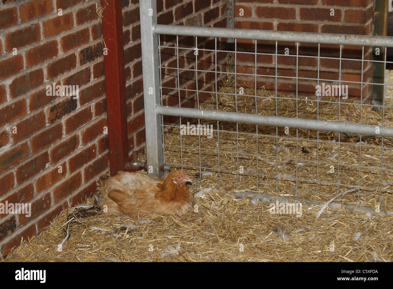 Buff-Orpington chicken in captivity Stock Photo