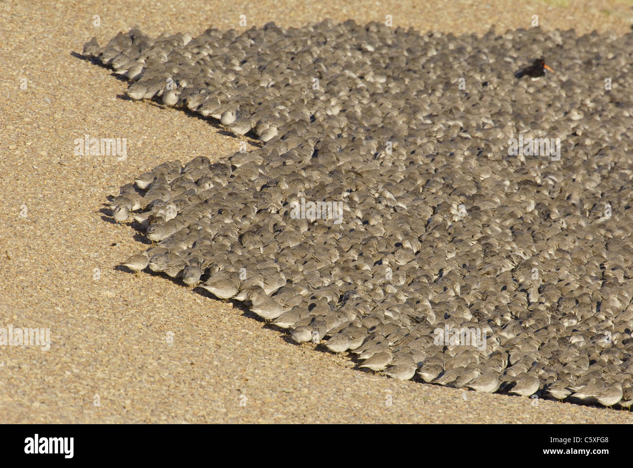KNOT Calidris canutus  Part of a flock of some 30,000 knot roosting on a shingle bank at high tide Norfolk, UK Stock Photo