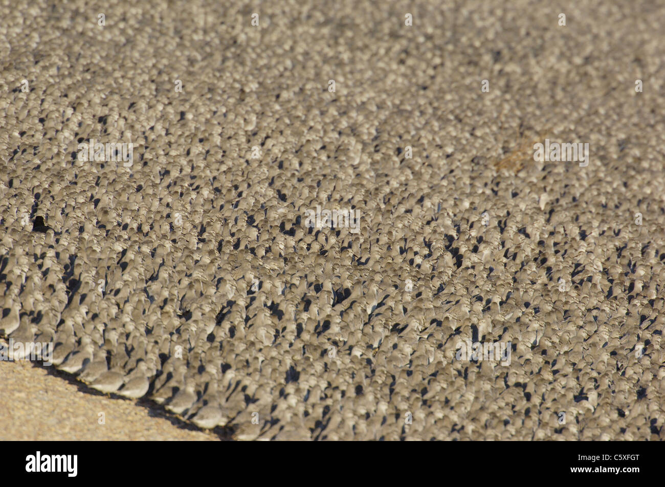 KNOT Calidris canutus  A group of some 30,000 knot roosting on a shingle bank at high tide Norfolk, UK Stock Photo