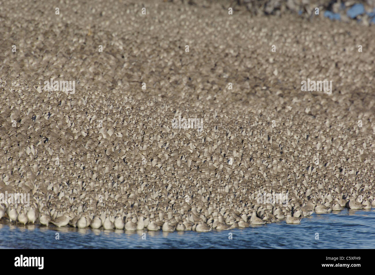 KNOT Calidris canutus  A group of some 30,000 knot roosting on a shingle bank at high tide Norfolk, UK Stock Photo