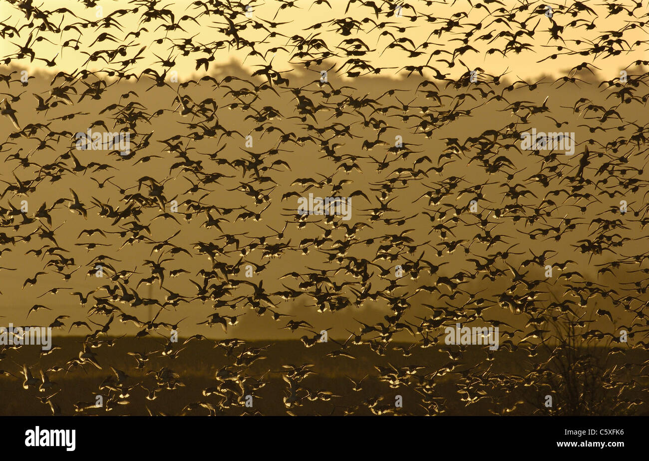 KNOT Calidris canutus  A group of some 30,000 knot come in to land on a shingle bank at dawn Norfolk, UK Stock Photo
