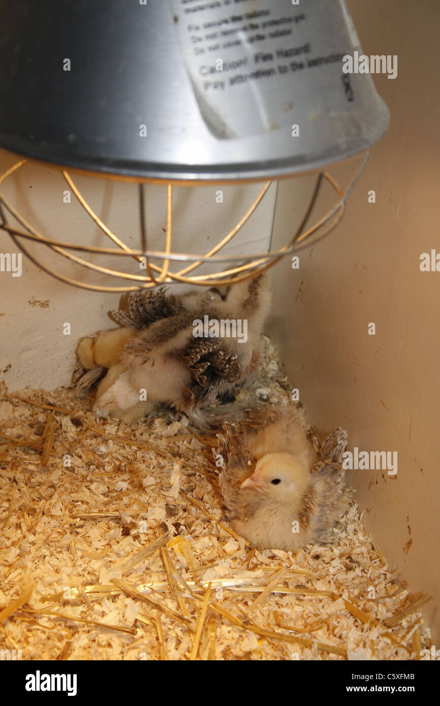 young chickens under heat lamp Tropical Butterfly House, Wildlife & Falconry Centre, North