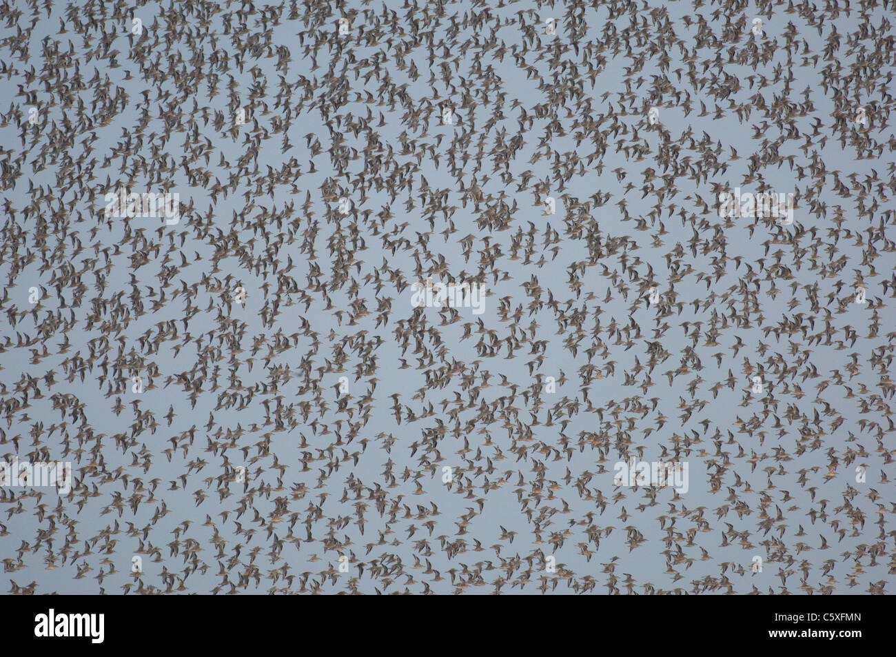 Knot Calidris canutus  Tens of thousands of knot move as one as they fly to a high tide roost  Norfolk, UK Stock Photo