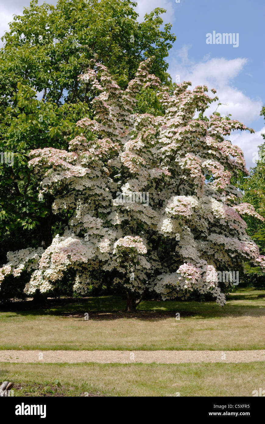 Cornus Kousa tree. In full bloom, mid-summer. In English country garden. Stock Photo