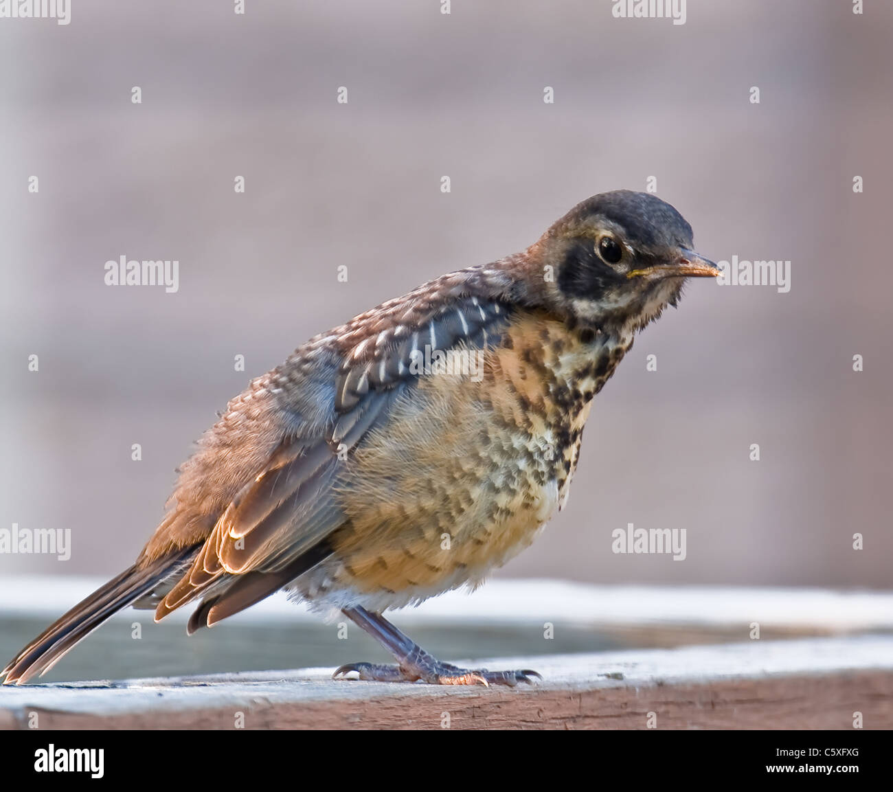 Bird on the fence portrait on blue background Stock Photo - Alamy