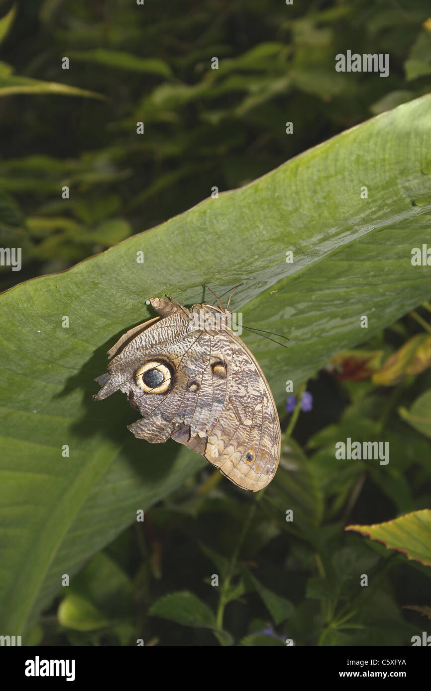 owl butterfly Caligo eurilochus Tropical Butterfly House, Wildlife
