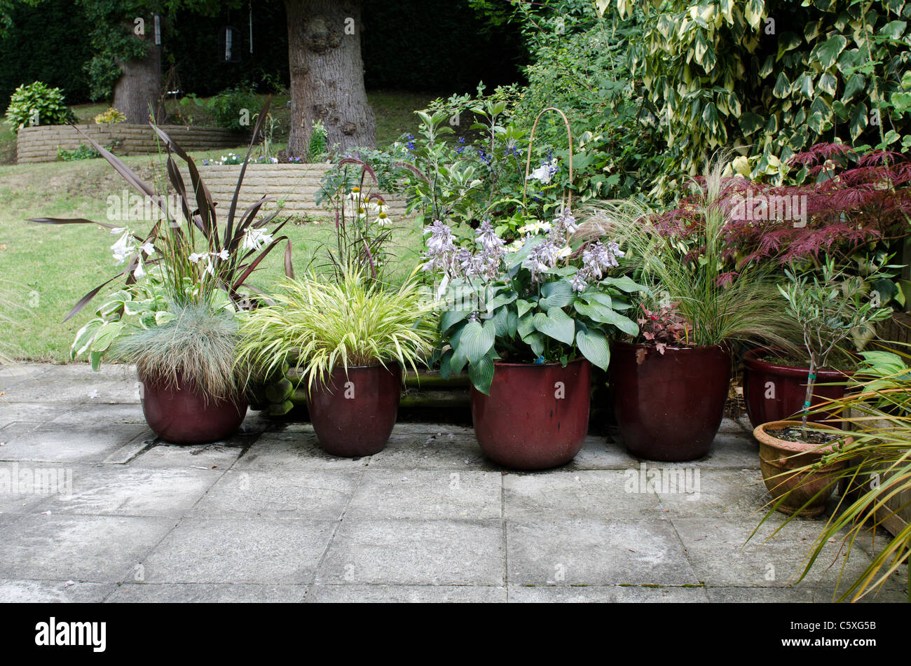 Patio garden pots from left ornamental grasses Hosta Red Acer right