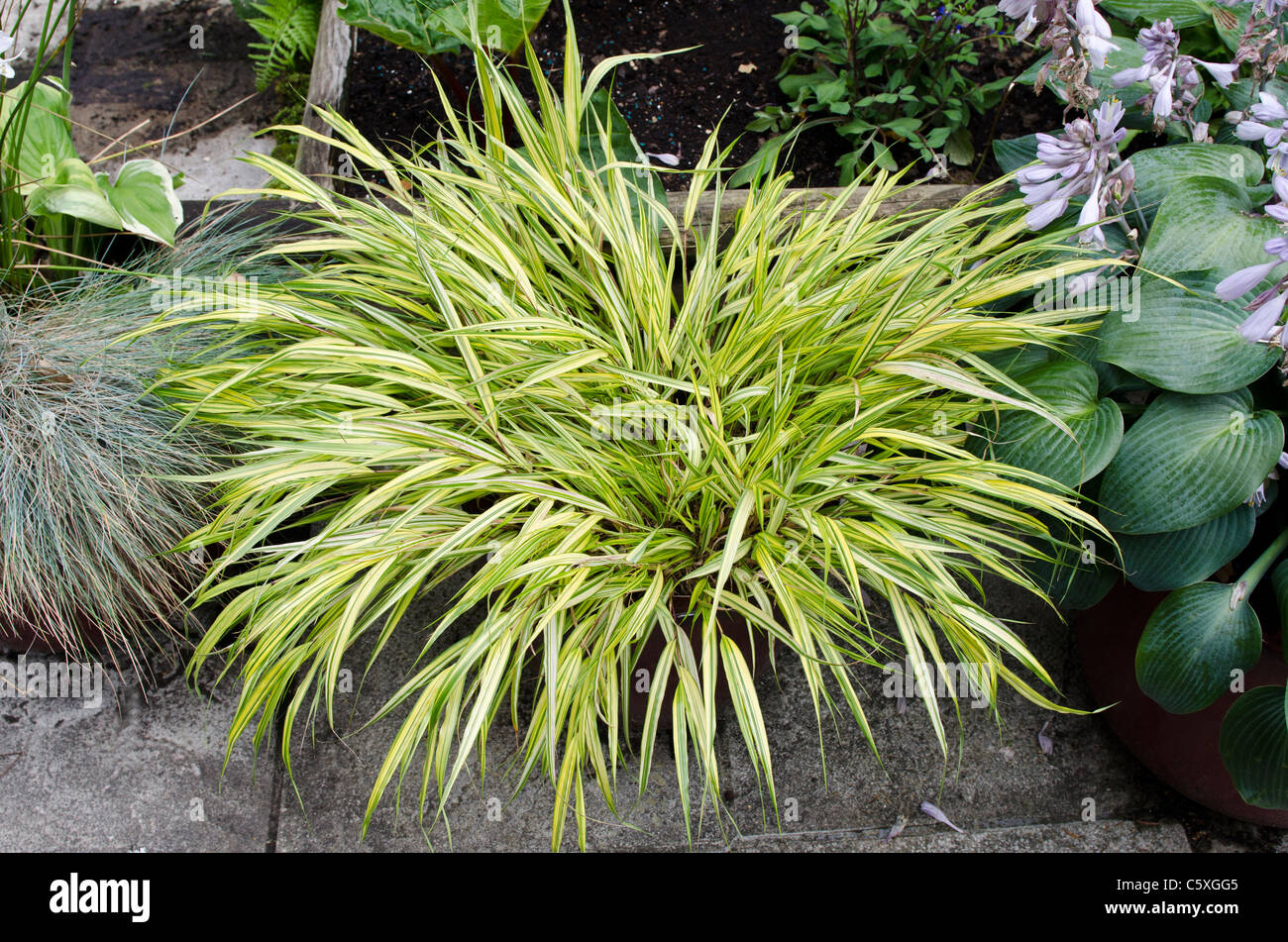 Yellow planters hires stock photography and images Alamy