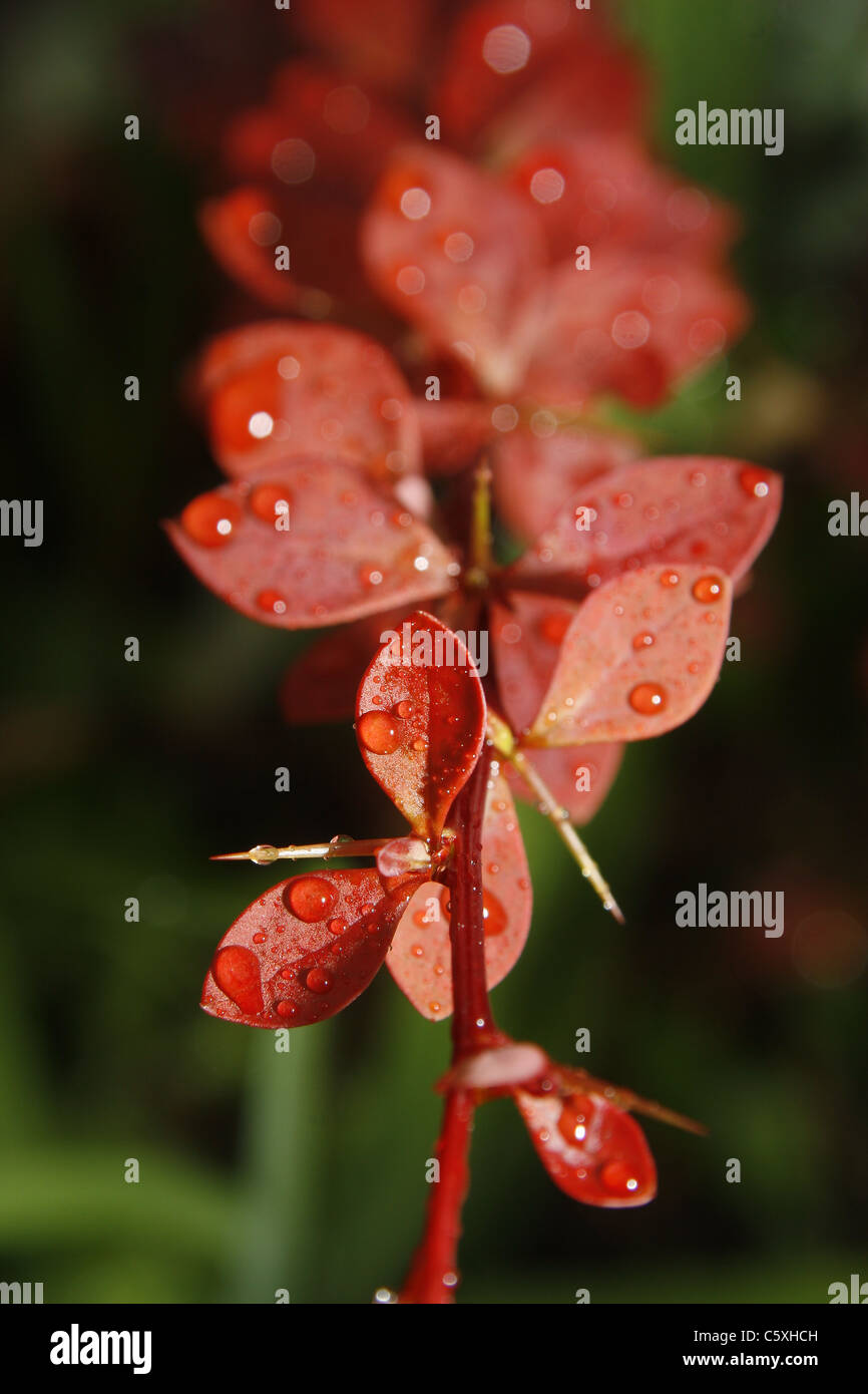 red barberries leaves covered in raindrops berberis Stock Photo