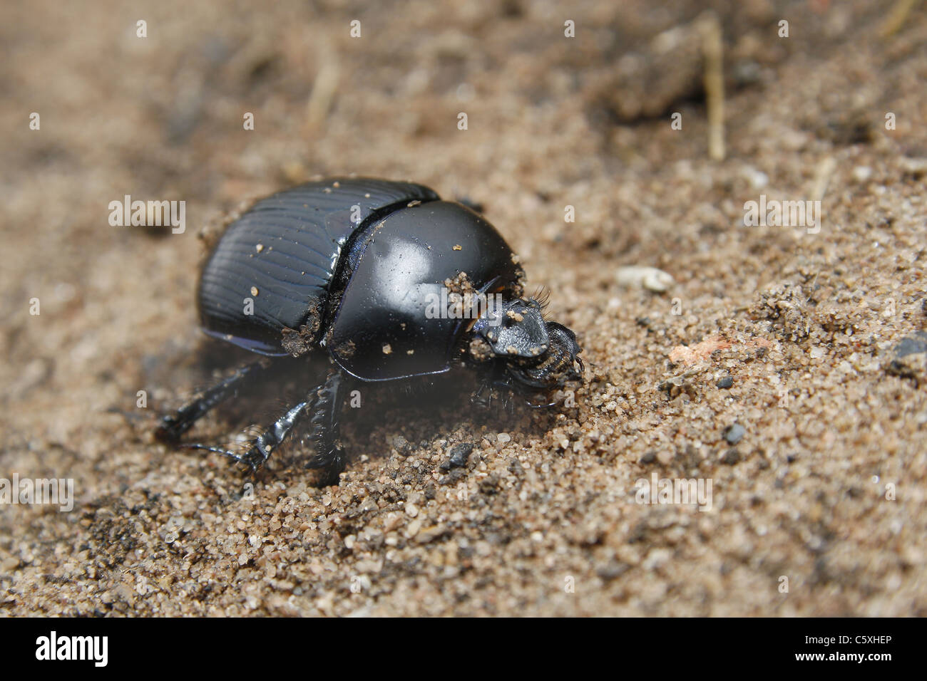 Dor beetle hi-res stock photography and images - Alamy