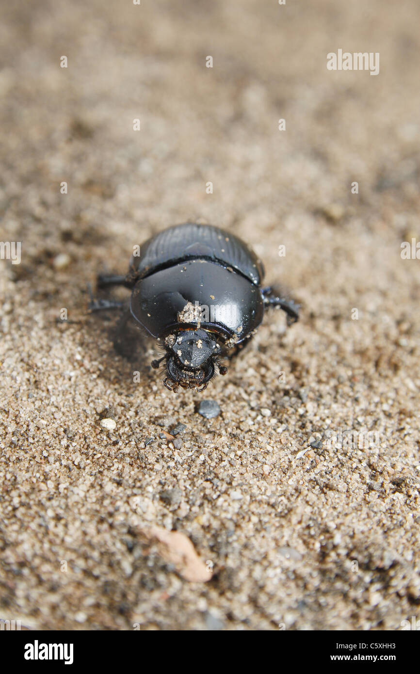 Dor beetle on sandy dirt Geotrupes stercorarius Stock Photo