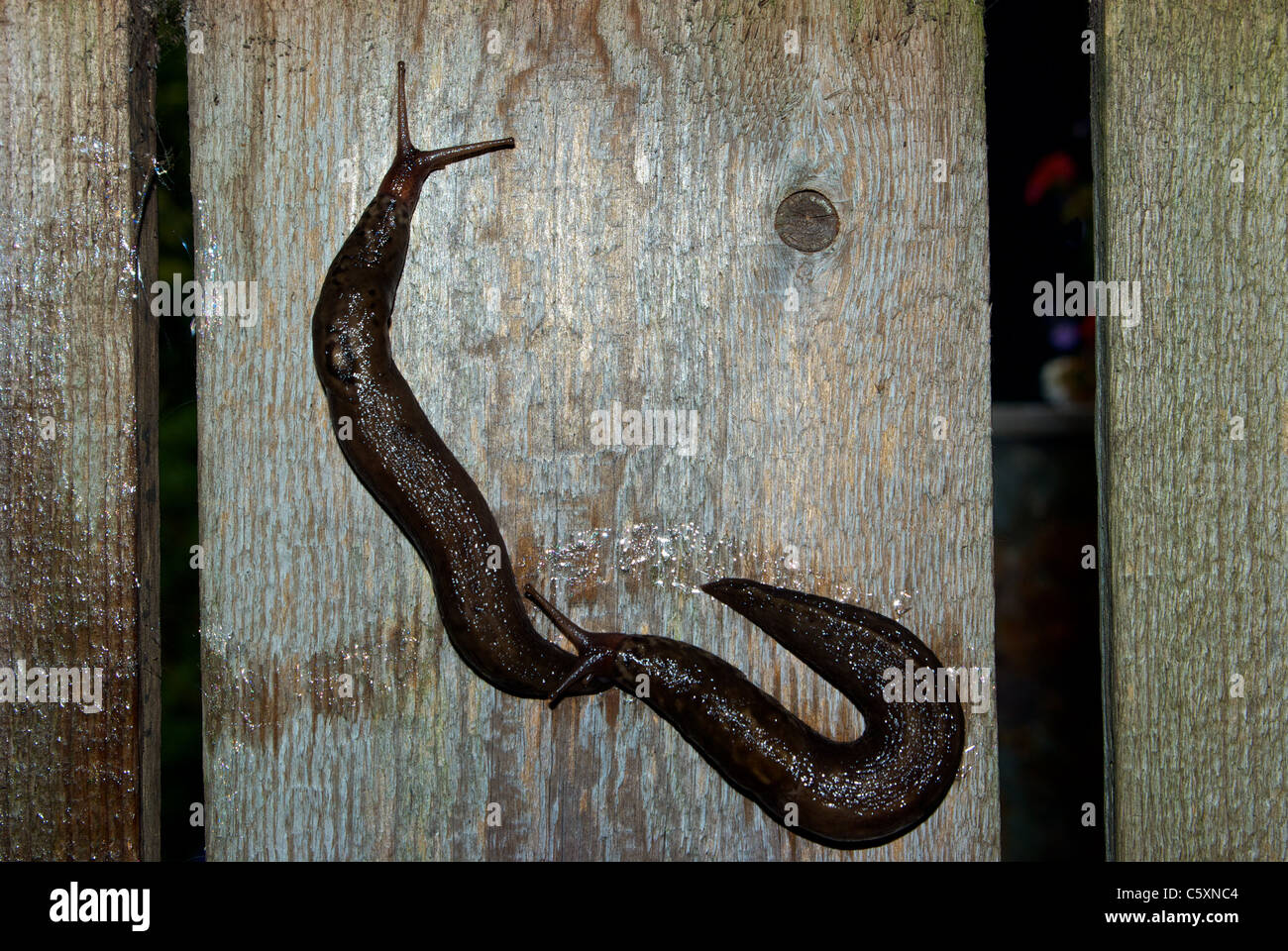 Pacific banana slugs mating on wooden board Stock Photo