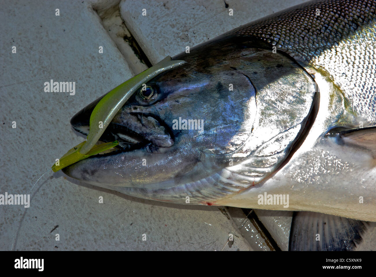 Big chinook salmon sport caught on artificial plastic herring strip Stock Photo